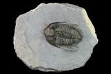 Tower-Eyed, Erbenochile Trilobite From Ou Driss - Top Quality! #170712-1